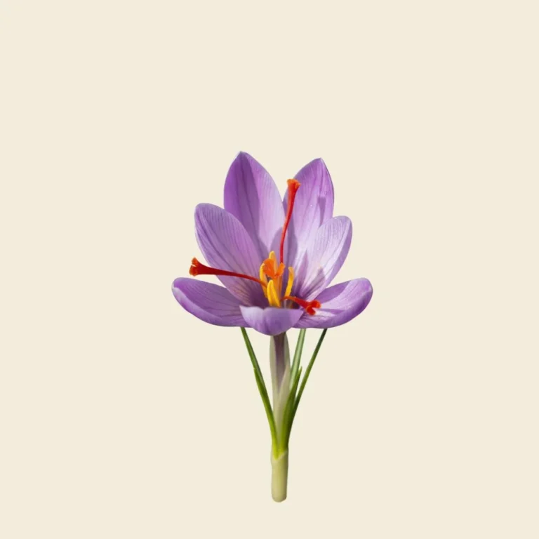 Saffron